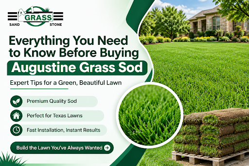 Everything You Need to Know Before Buying Augustine Grass Sod