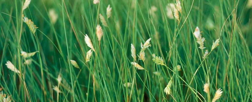 The Ultimate Guide to Buffalo Grass for DFW Homeowners: Benefits, Characteristics, and Care Tips