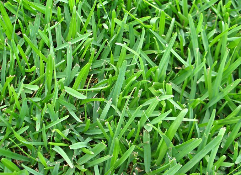 Grass A Grass