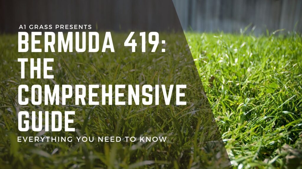 Bermuda 419 Grass - Everything you need to know