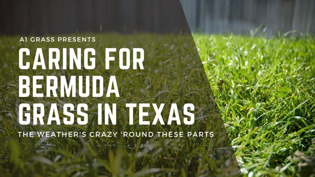 caring for bermuda grass in texas