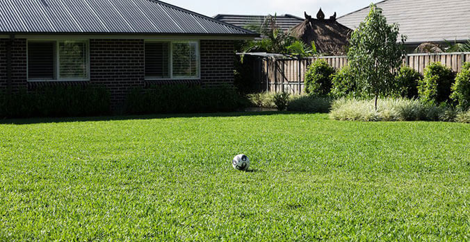 Buffalo Grass for Sale: The Ultimate Guide to a Beautiful and Low-Maintenance Lawn