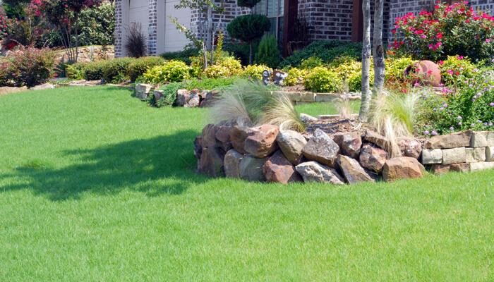 Growing Buffalo Grass: Your Comprehensive Guide to a Low-Maintenance Lawn