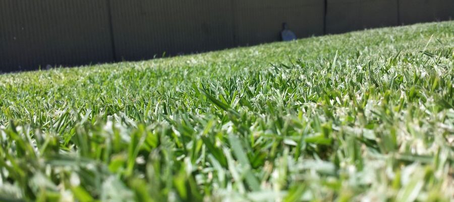 Growing Buffalo Grass: The Ultimate Guide to a Low-Maintenance Lawn