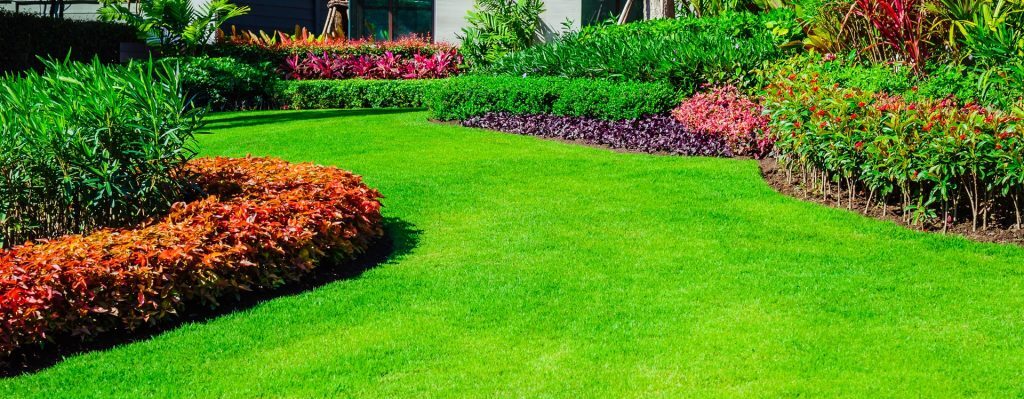 Benefits of Zoysia Grass: The Low-Maintenance, Eco-Friendly, and Beautiful Choice