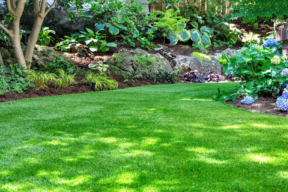 Water Conservation Solutions: Choosing Drought-Tolerant Grass for a Gr