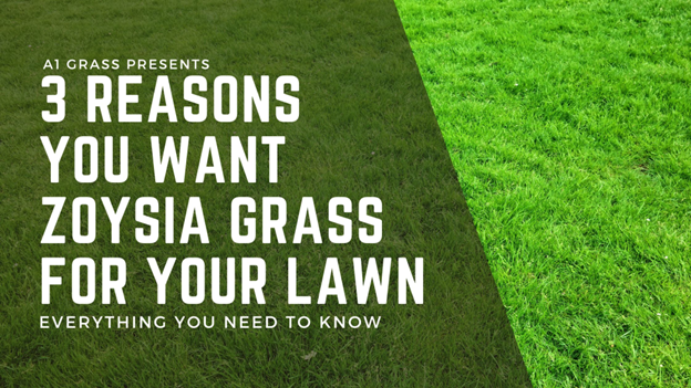 3 Reasons Zoysia Grass is the Perfect Fit for DFW Homeowners