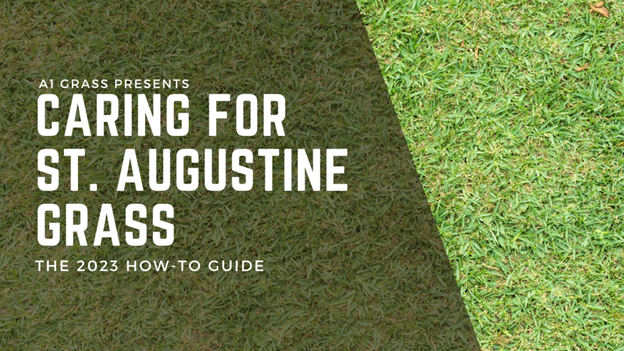 St. Augustine Grass: The 2023 Guide on Surviving Texas Heat