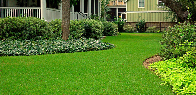 Lush and Healthy St. Augustine Grass in Full Sun: 5 Essential Tips and 3 Common Challenges