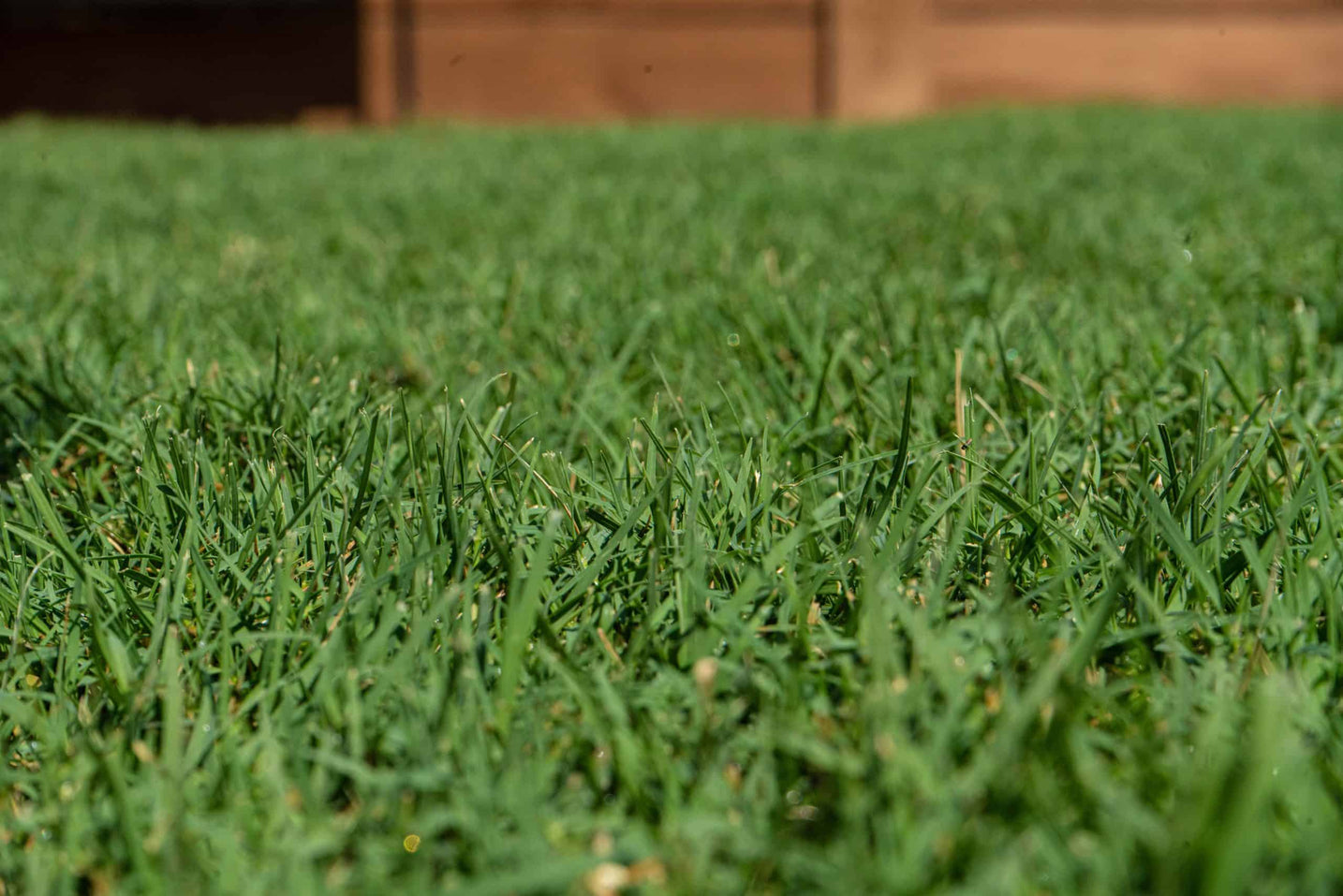 Common Bermuda Grass: A Reliable Choice for Cooler, Windy Conditions
