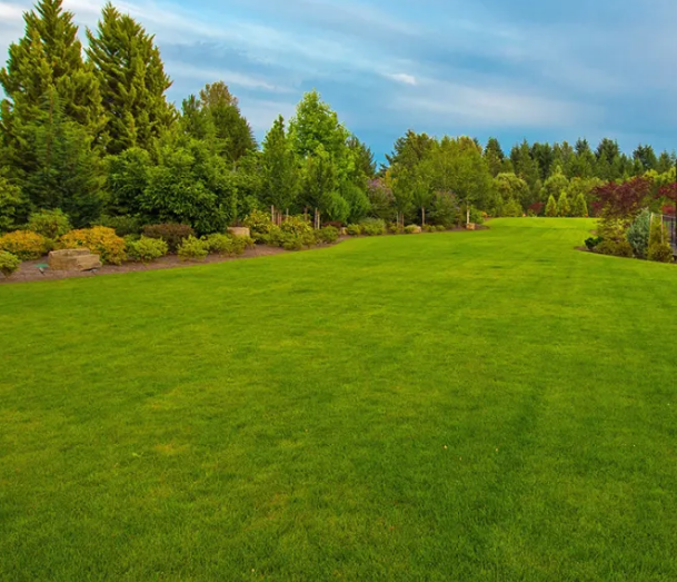 A Healthy Spring Lawn
