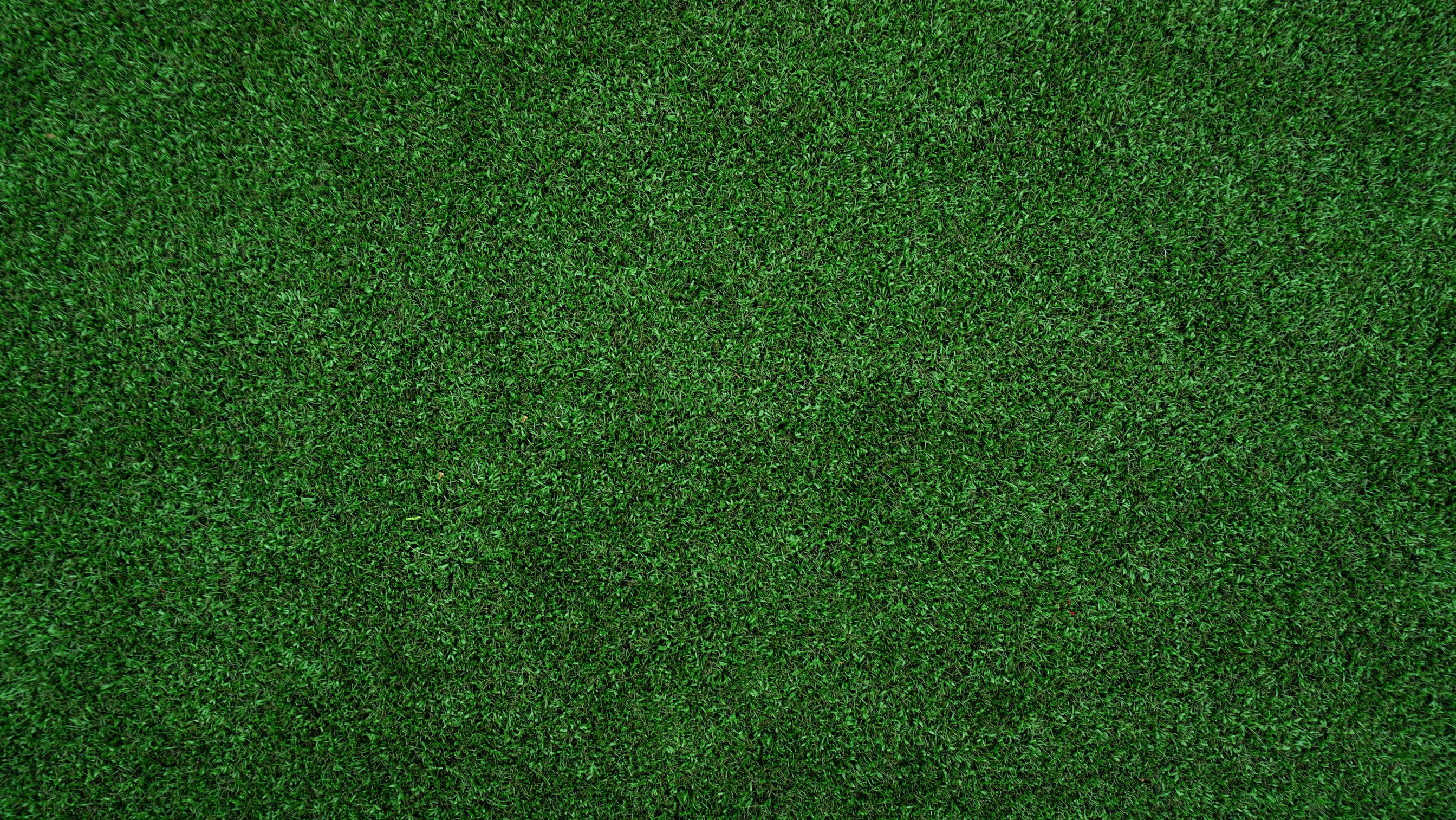 Grass -1
