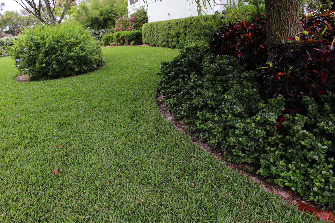 Scott's® ProVista™ St. Augustine