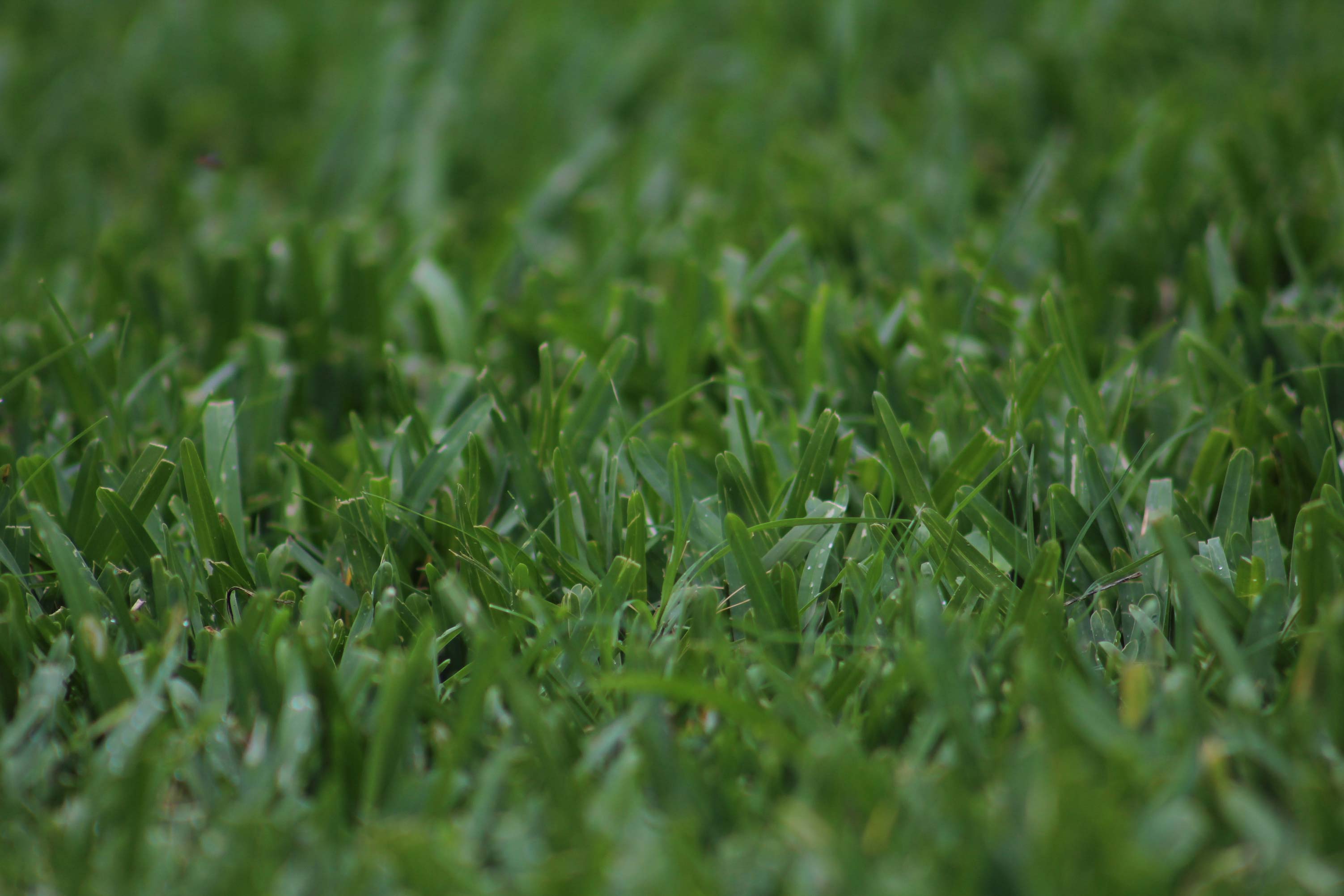 Scott's® ProVista™ St. Augustine