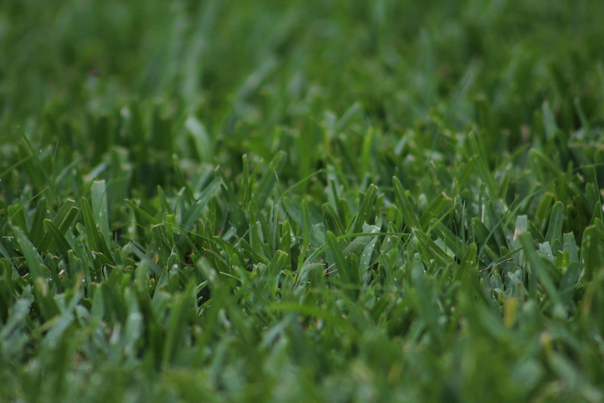 Scott's® ProVista™ St. Augustine