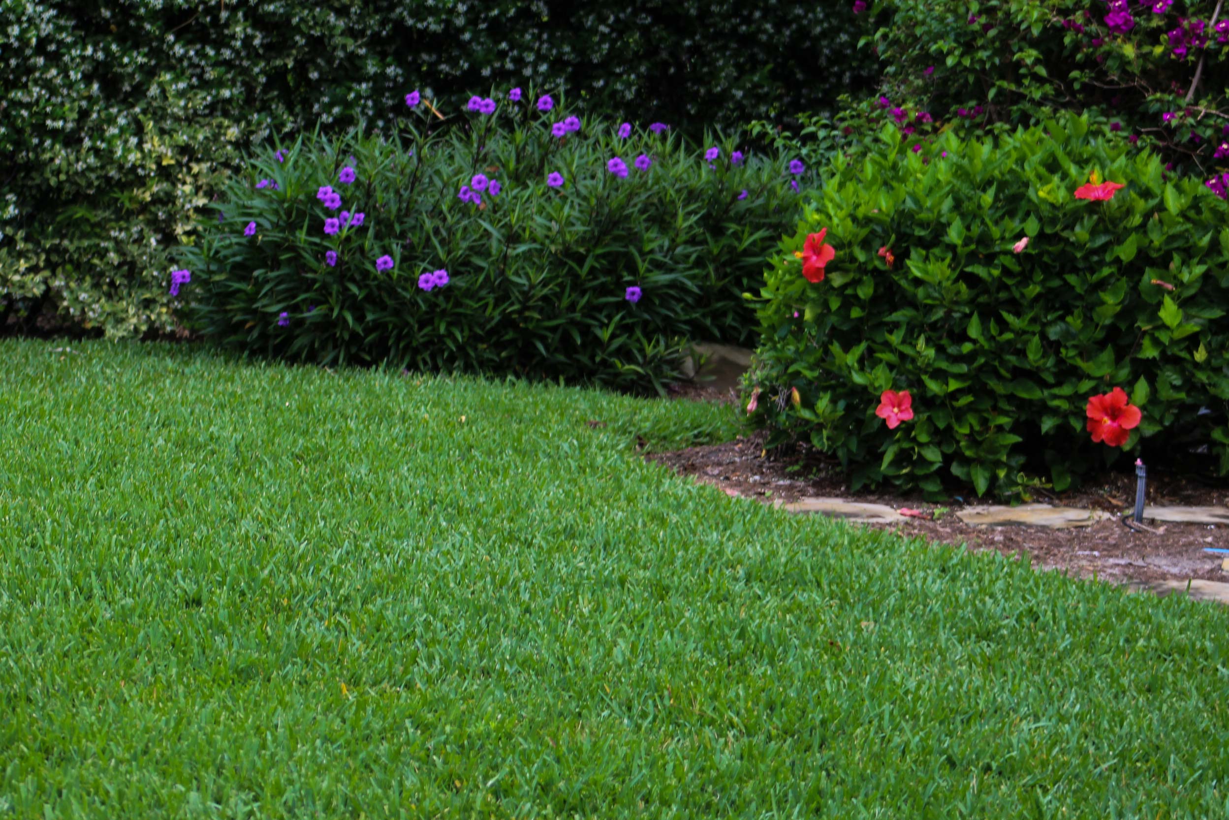 Scott's® ProVista™ St. Augustine