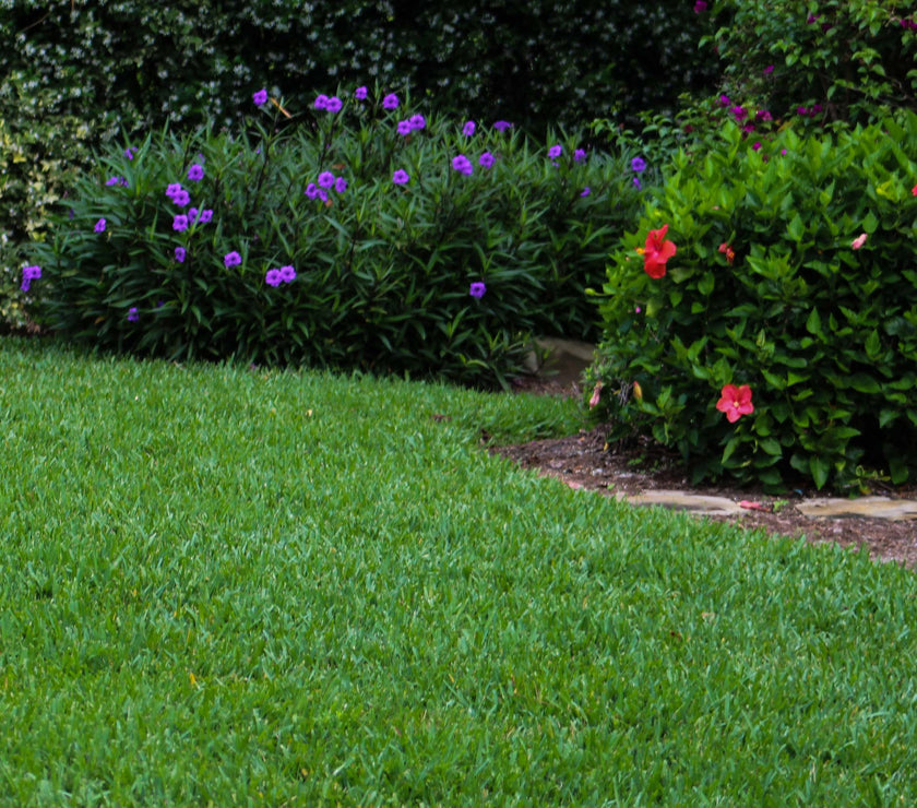 Scott's® ProVista™ St. Augustine