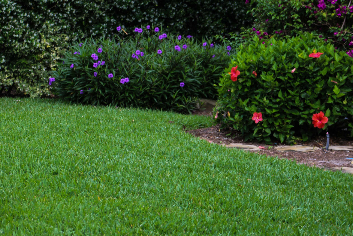 Scott's® ProVista™ St. Augustine