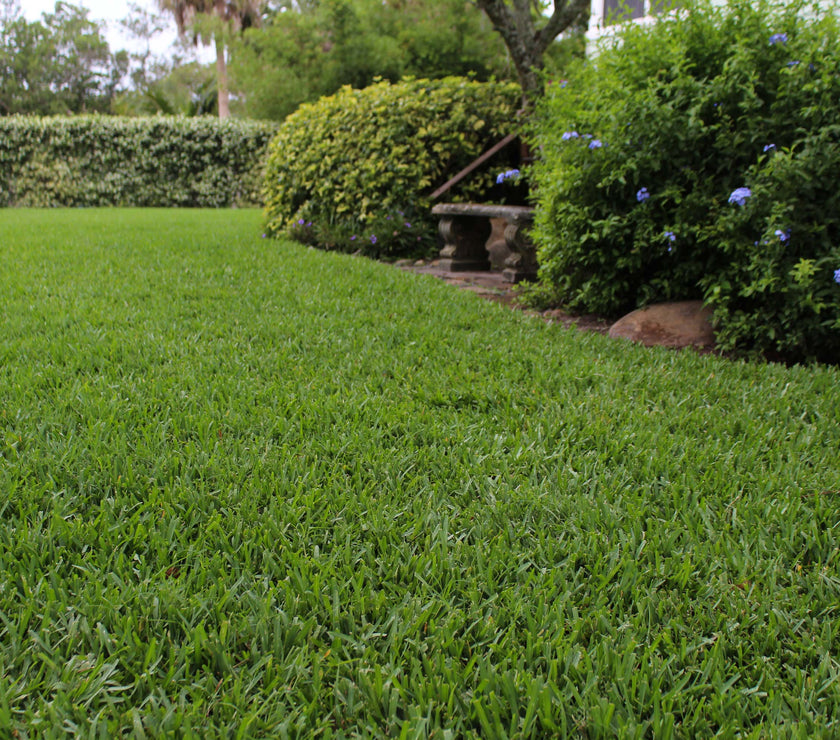Scott's® ProVista™ St. Augustine