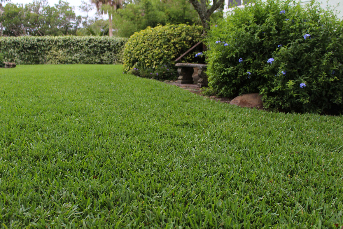 Scott's® ProVista™ St. Augustine