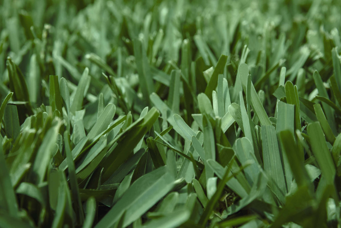 Scott's® ProVista™ St. Augustine