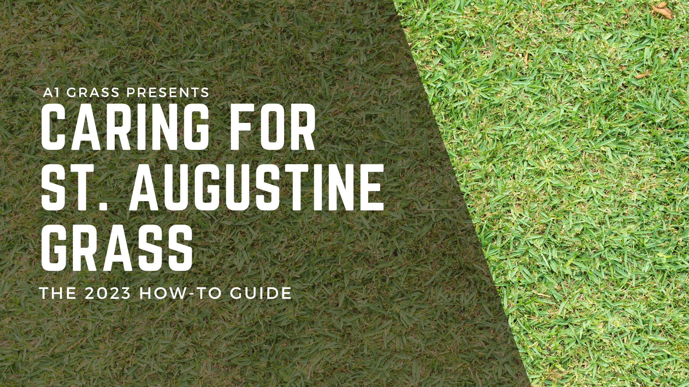 Caring for St. Augustine Grass