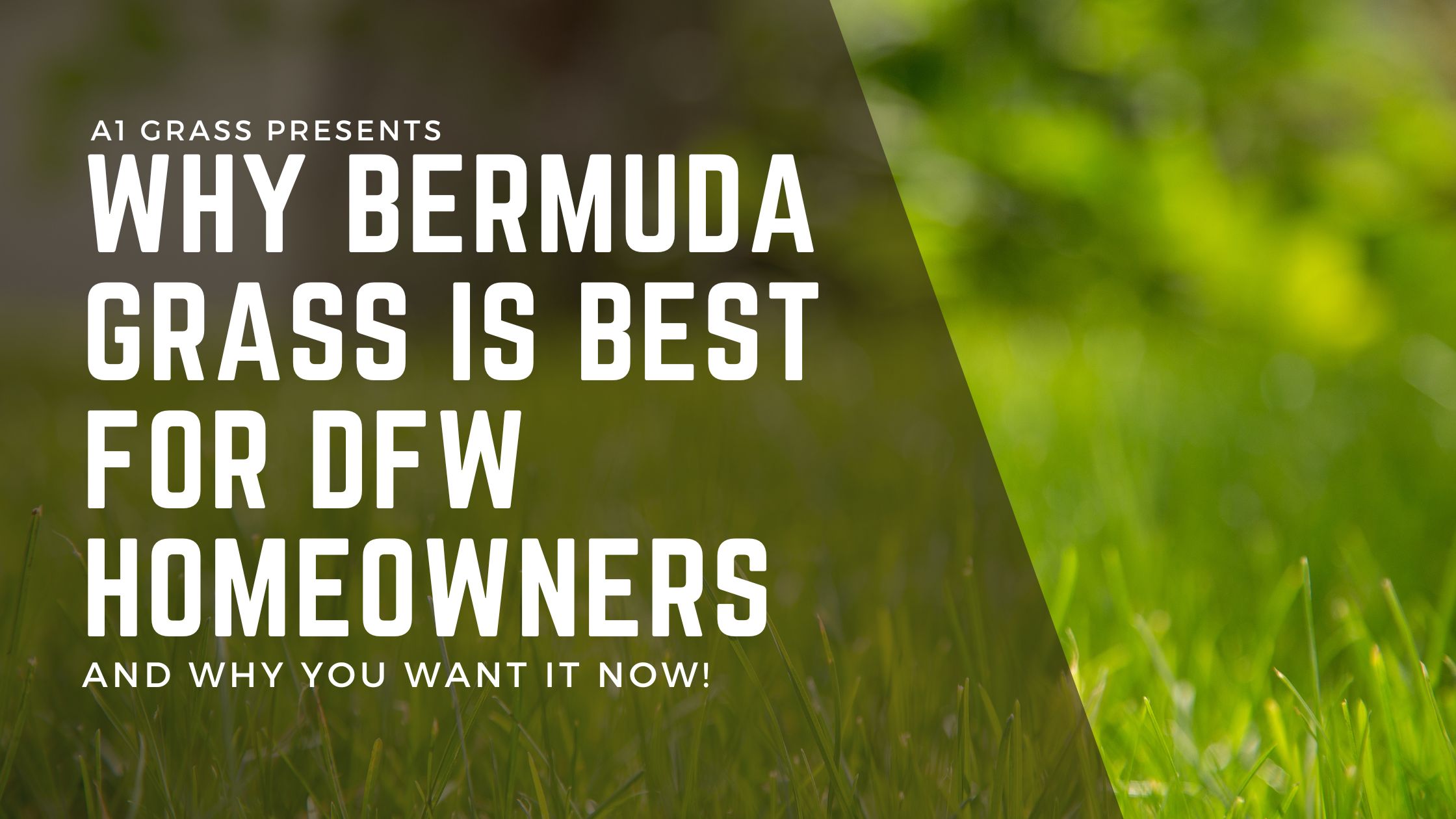 Why Bermuda grass is best for dfw homeowners