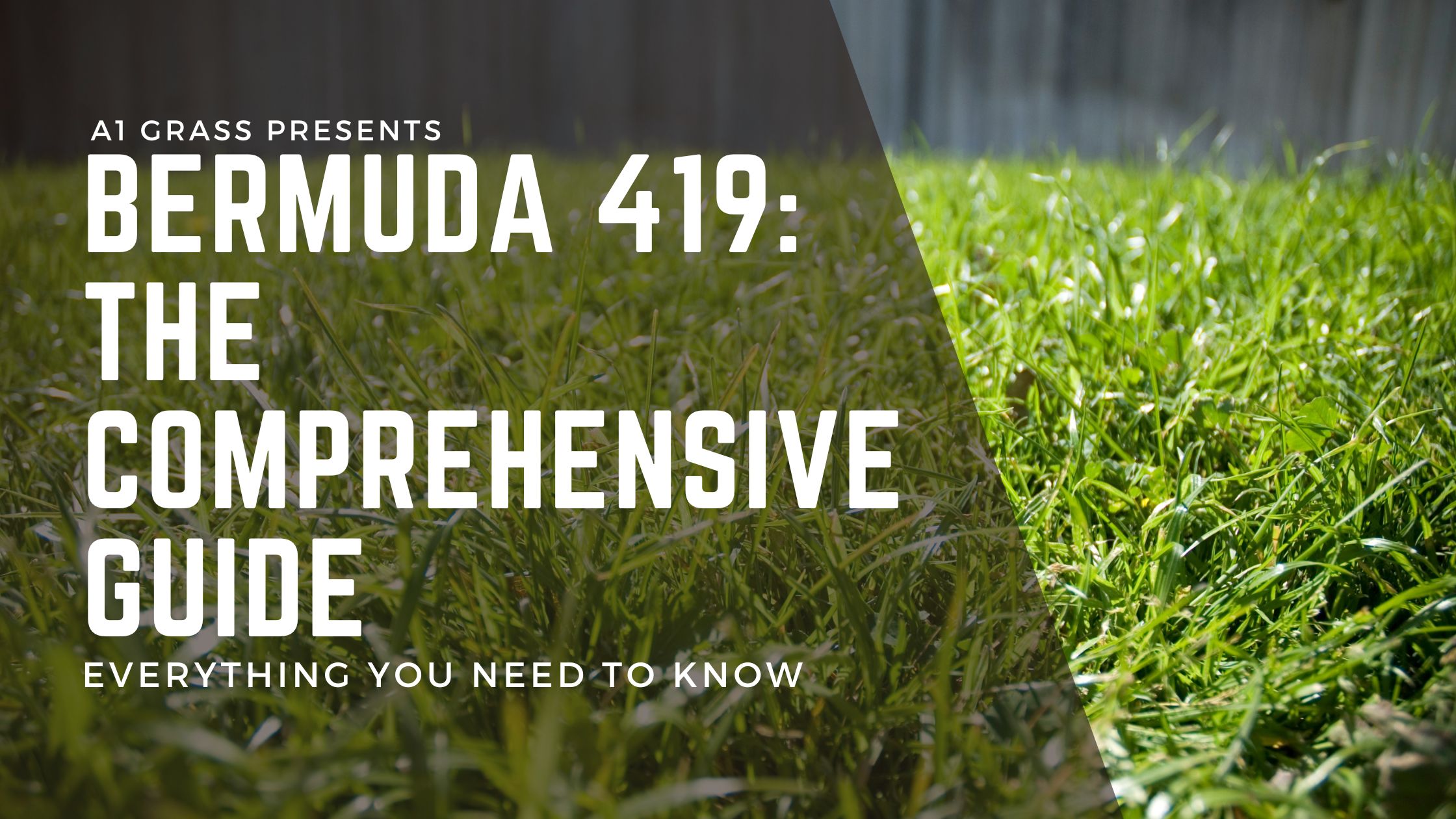 Bermuda 419 Grass - Everything you need to know