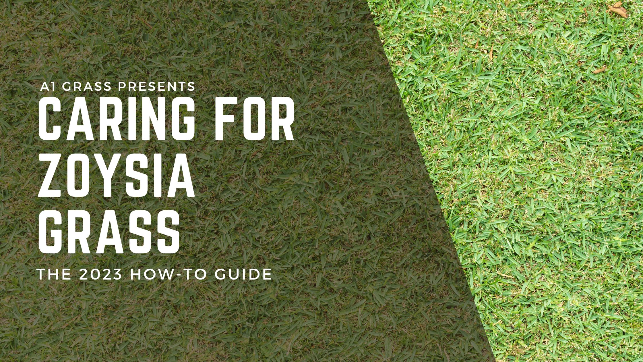Caring for zoysia grass