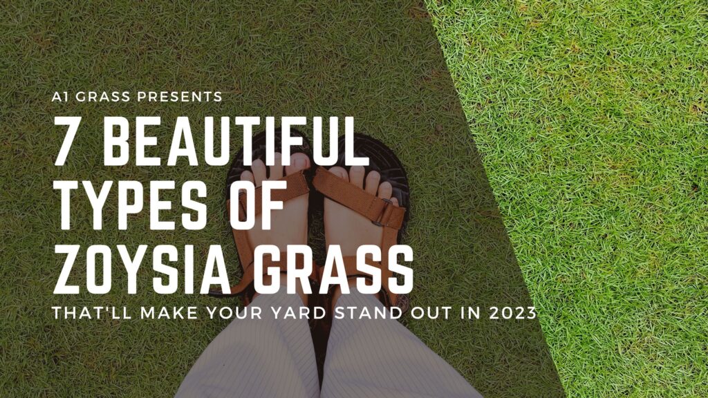 7 Beautiful Types of Zoysia Grass that'll make your yard stand out in 2023